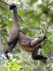 Look ma!  No hands!  Black-capped Capuchin (Cebus apella nigritis)