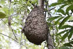 A termite, ant, or bee nest.