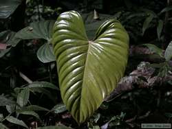 The number of cool leaves in the rainforest are truly innumberable.