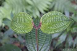 Closer look at cool plant leaves.