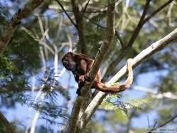 Brown Howler monkey (Alouatta fusca)