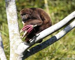 A mother Brown Howler monkey (Alouatta fusca) shelters her baby while eating the fruit of the cecropia tree.