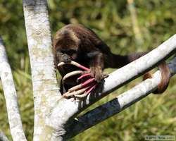A mother Brown Howler monkey (Alouatta fusca) shelters her baby while eating the fruit of the cecropia tree.