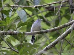 Variable Antshrike   (Thamnophilus caerulescens)