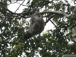 An amazingly active (for a sloth) Brown-throated Three-toed Sloth   (Bradypus variegates)