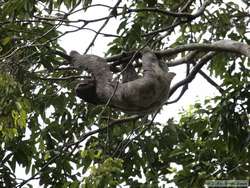 Brown-throated Three-toed Sloth   (Bradypus variegates)