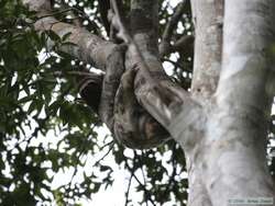 Brown-throated Three-toed Sloth   (Bradypus variegates)