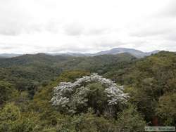 View from the observation tower on the Muriqui Preserve.