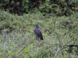 Snail Kite   (Rostrhamus sociabilis)