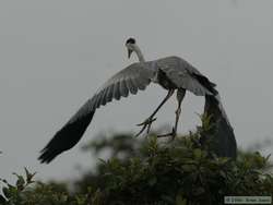 Cocoi Heron   (Ardea cocoi) taking flight.