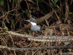 Ringed Kingfisher   (Ceryle torquata)