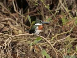 Amazon Kingfisher   (Chloroceryle amazona)