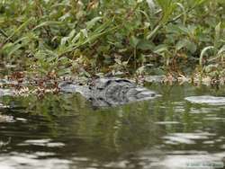 Our first Pantanal Caiman  (Caiman yacare)