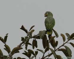 Orange-winged Parrot   (Amazona amazonica)