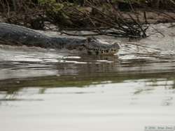 Pantanal Caiman  (Caiman yacare)