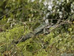 Common Iguana   (Iguana iguana ) in a tree.