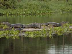 Pantanal Caiman  (Caiman yacare)