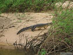 A young Pantanal Caiman  (Caiman yacare) trying to escape into the bushes.