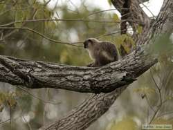 bare-eared marmoset (Callithrix argentata)