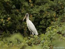 Wood Stork (Mycteria americana)