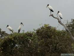 Wood Stork (Mycteria americana)