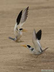 Large-billed Terns  (Phaetusa simplex)