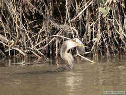 This Anhinga (Anhinga anhinga) seems to have bitten off more than he can chew.