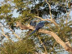 Hyacinth Macaw   (Anodorhynchus hyacinthinus)