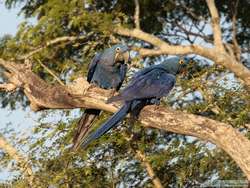 Hyacinth Macaw   (Anodorhynchus hyacinthinus)