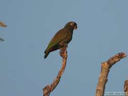 Scaly-headed Parrot   (Pionus maximiliani)