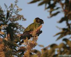Black-hooded Parakeet  (Nandayus nenday)