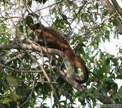 Crested Capuchin (Cebus robustus)