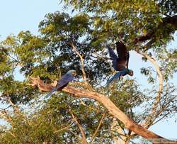 Hyacinth Macaw (Anodorhynchus hyacinthinus) taking flight.