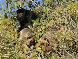 Black-and-gold Howler   (Alouatta caraya)