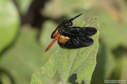 An awesome dragonfly!