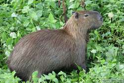Capybara  (Hydrochaeris hydrochaeris)