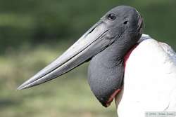 Jabiru   (Jabiru mycteria)