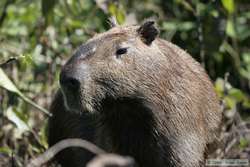 Capybara  (Hydrochaeris hydrochaeris)