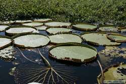 Giant water-lillies.