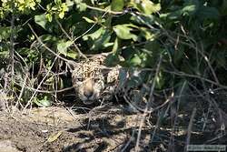 JAGUAR!!   (Panthera onca onca)