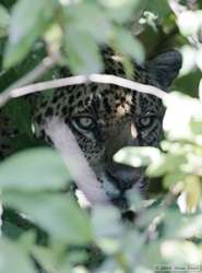 Jaguar   (Panthera onca onca)