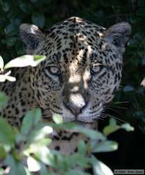 Jaguar   (Panthera onca onca)