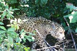 Jaguar (Panthera onca onca)