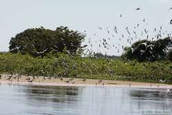 A mixed flock of birds.