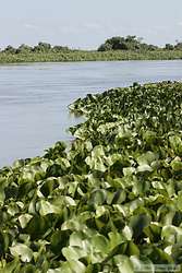 I really liked this aquatic plant (whatever it is).