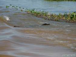 Pantanal Caiman  (Caiman yacare)