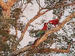 Red-and-green Macaw   (Ara chloropterus)