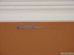 The gecko that shared his room with us.