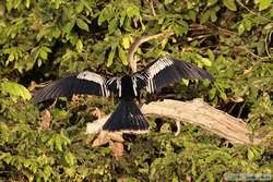 Anhinga   (Anhinga anhinga) drying off in the morning sun.