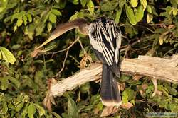 Anhinga   (Anhinga anhinga)